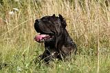 CANE CORSO 905